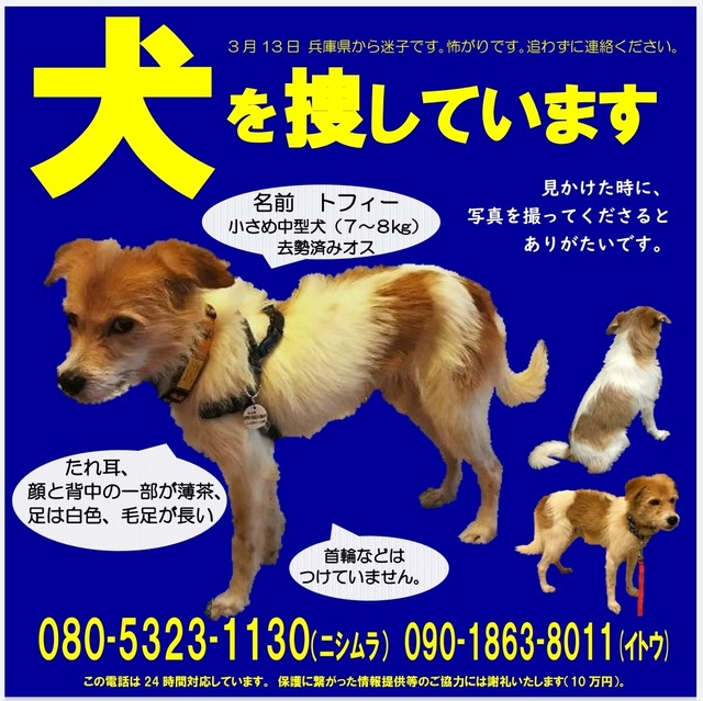 犬 神戸 保護